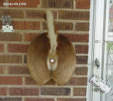 th_redneck-doorbell.jpg